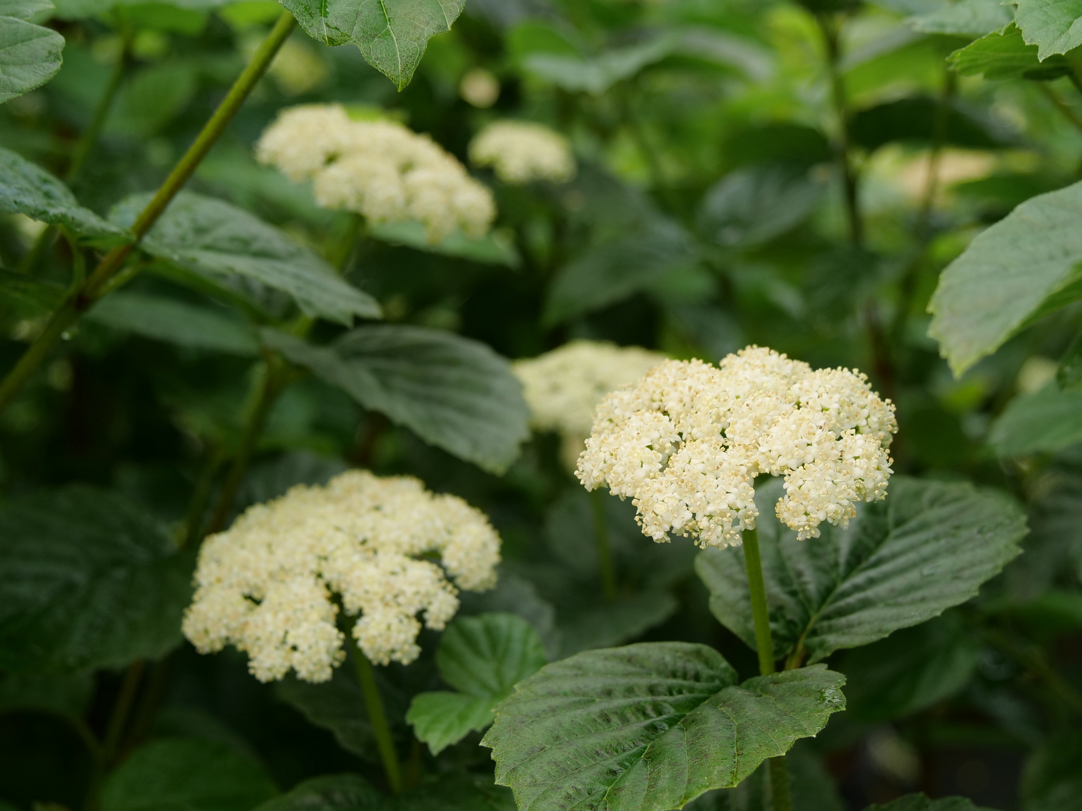 Three clusters of white flowers on All That Glows viburnum