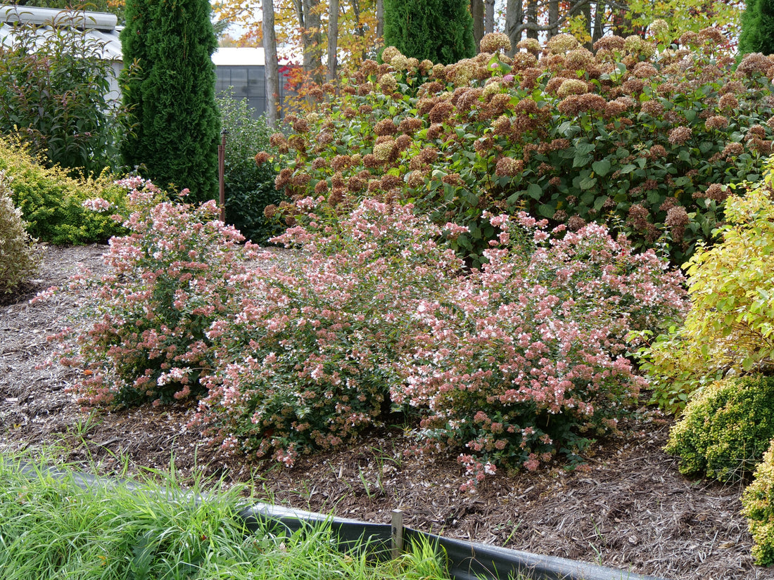 Three Ruby Anniversary abelia plants bloom in a low hedge, with many pink bracts visible