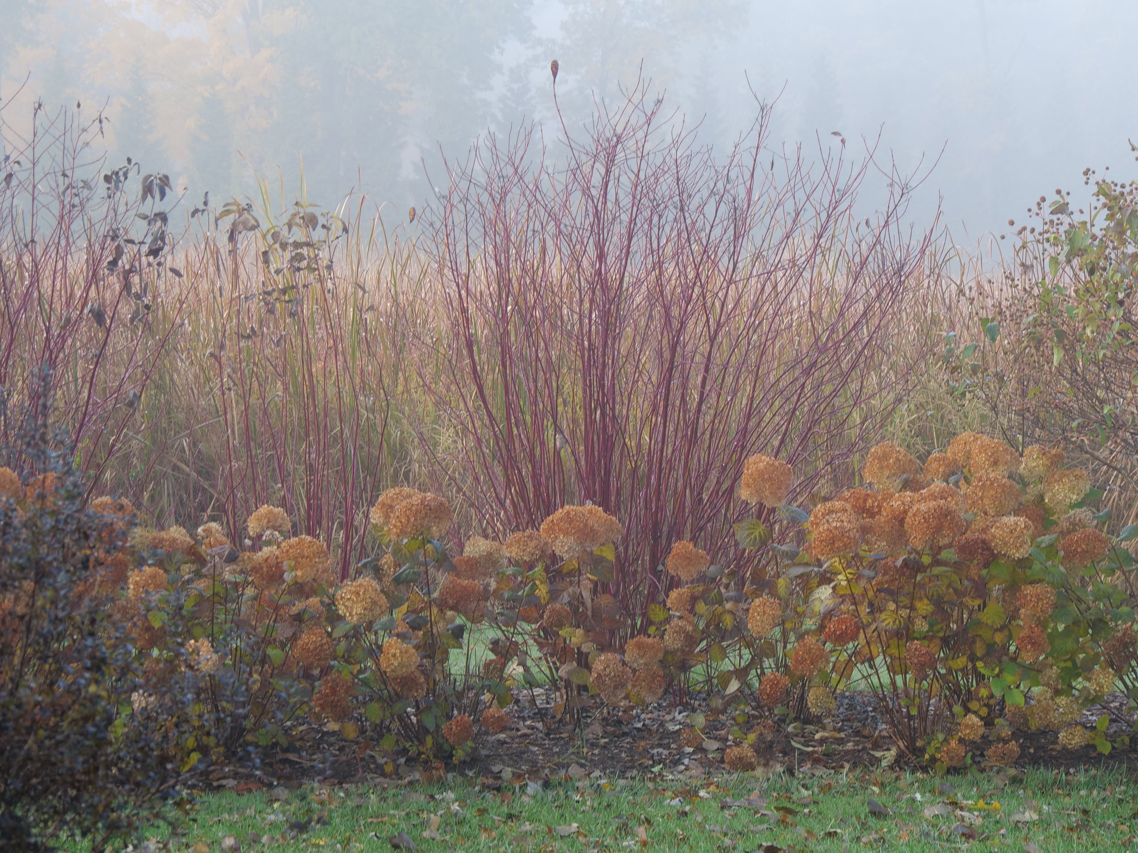 Arctic Fire Red dogwood in a landscape in autumn showing its red winter stems