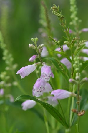 Obedient Plant with pink lilac flowers in the garden.