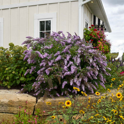purple butterfly bush in full bloom with yellow flowers in the foreground