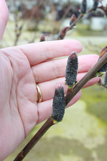 Black Cat Pussywillow catkins turn a handsome silver black