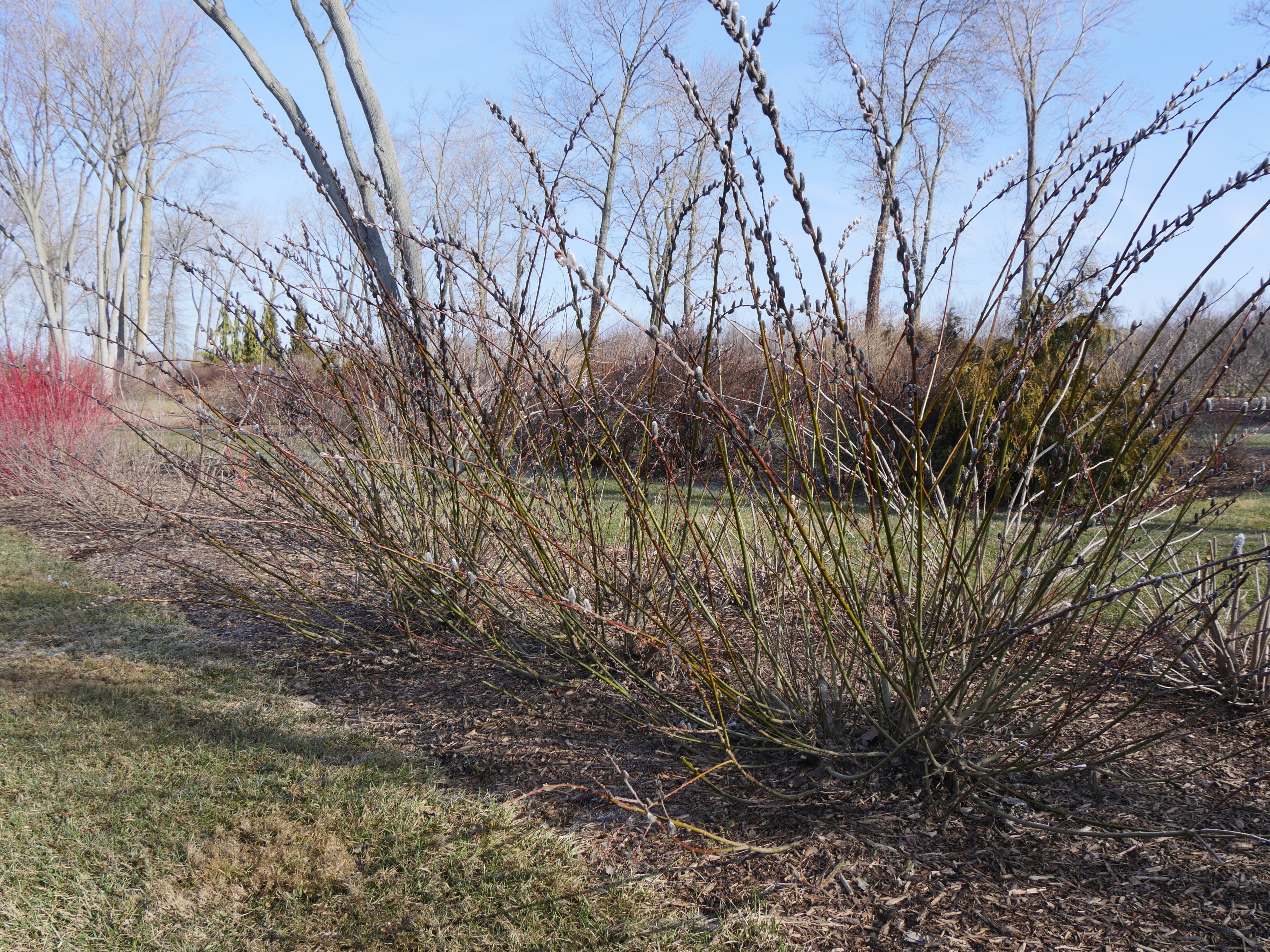 Salix Black Cat shrubs in early spring 