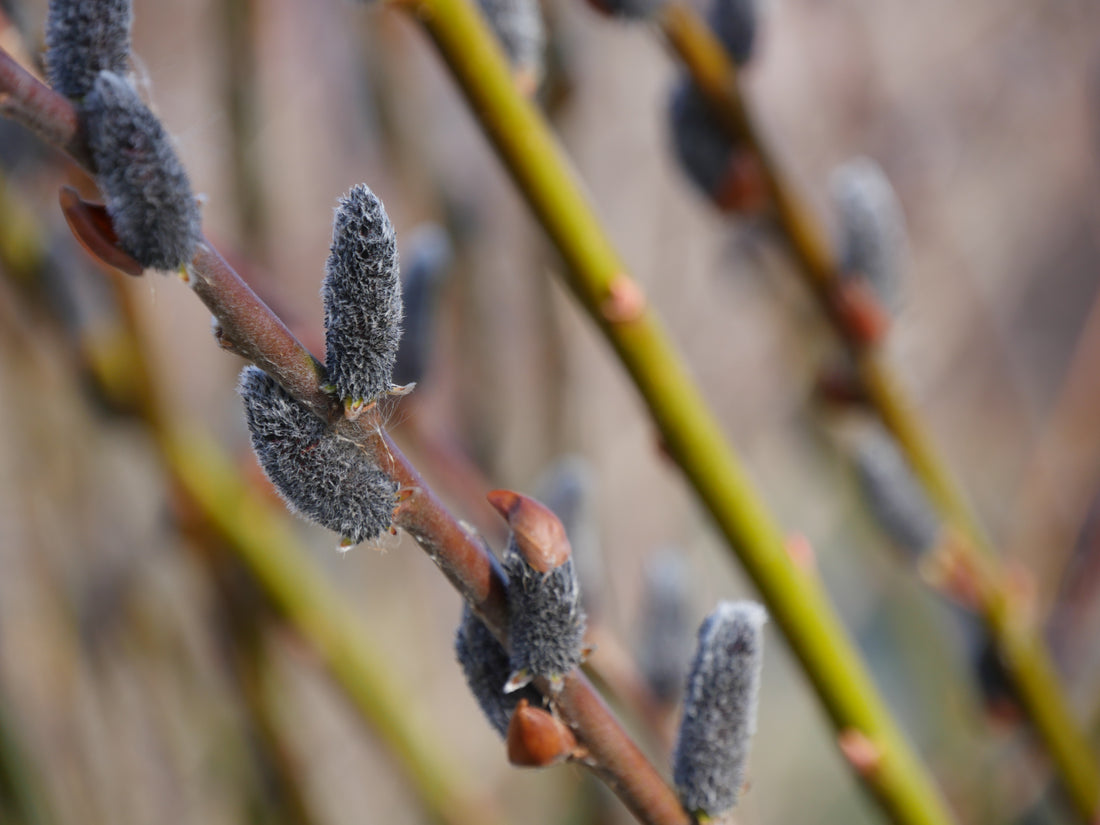 Black Cat Pussywillow is one of the earliest shrubs to bloom