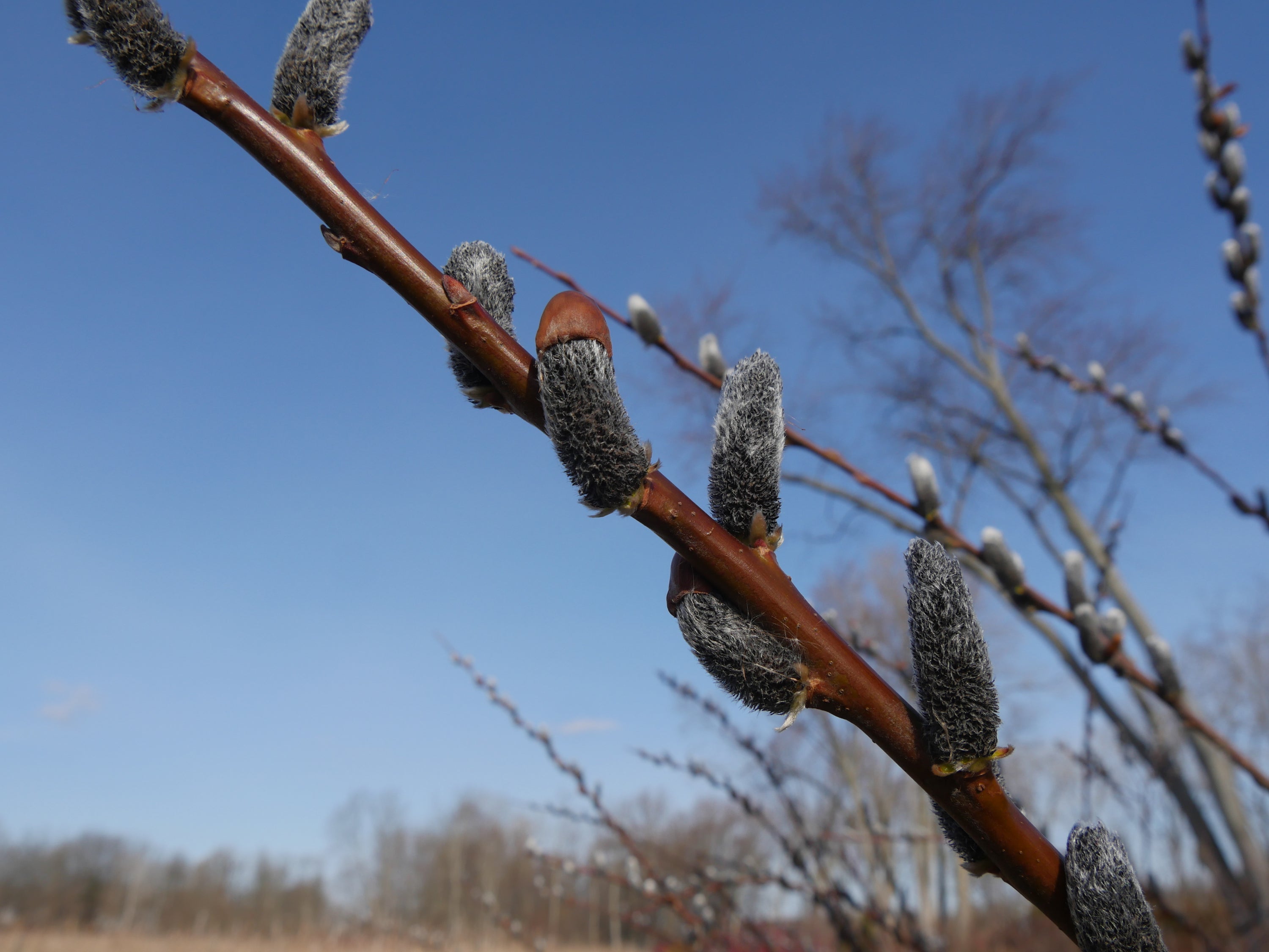 Closeup of Salix Black Cat catkins