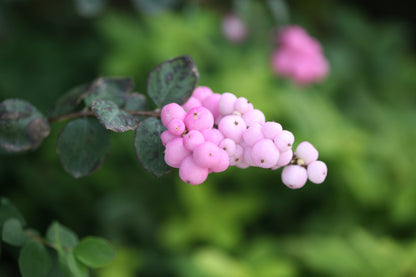 Symphoricarpos Proud Berry has unusual pink berries in the fall