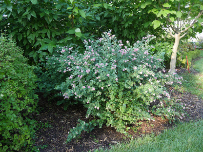 Symphoricarpos Proud Berry is a food source for snowberry clearwing caterpillars