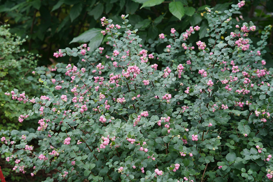 Symphoricarpos Proud Berry is super tough and durable and attracts pollinators