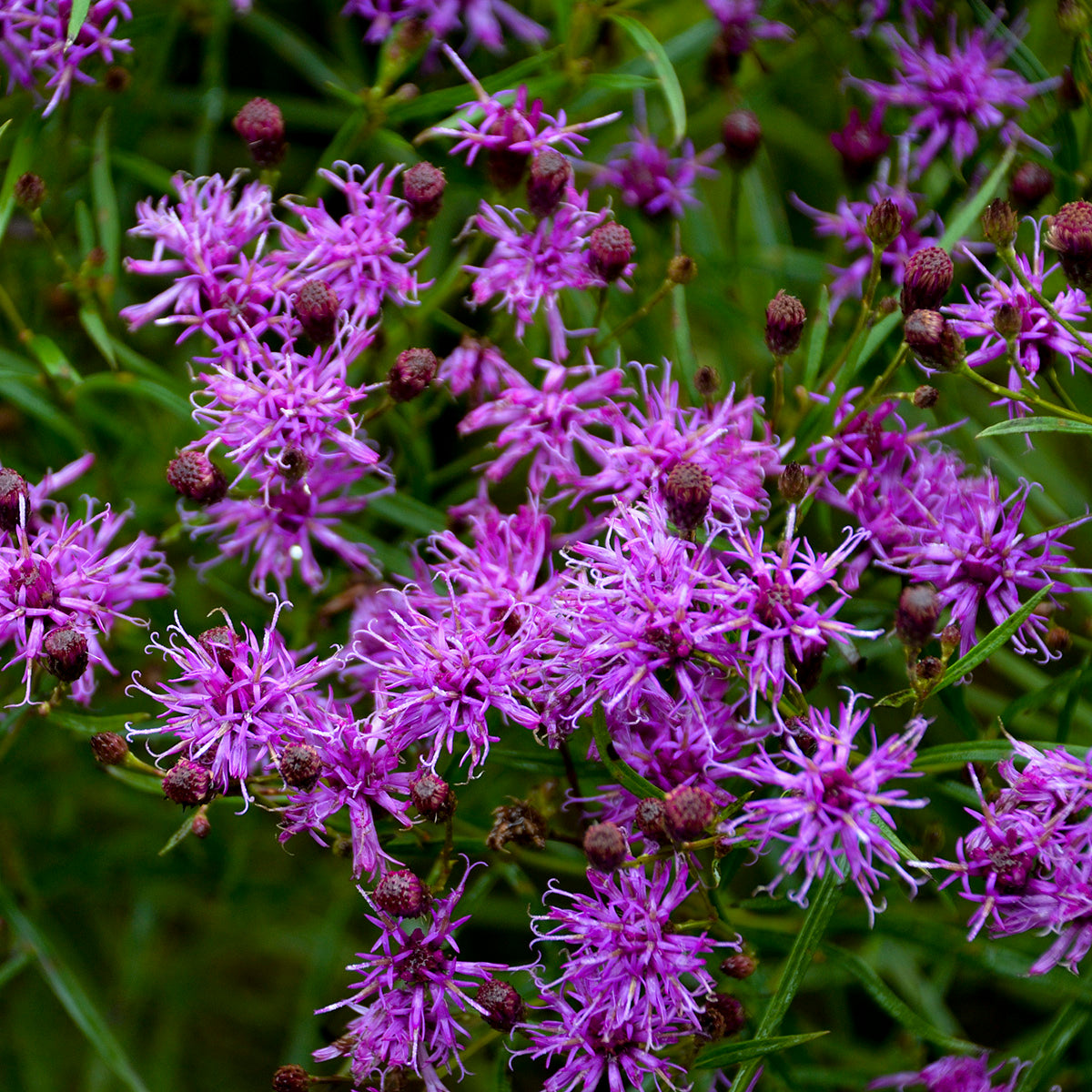 Vernonia &