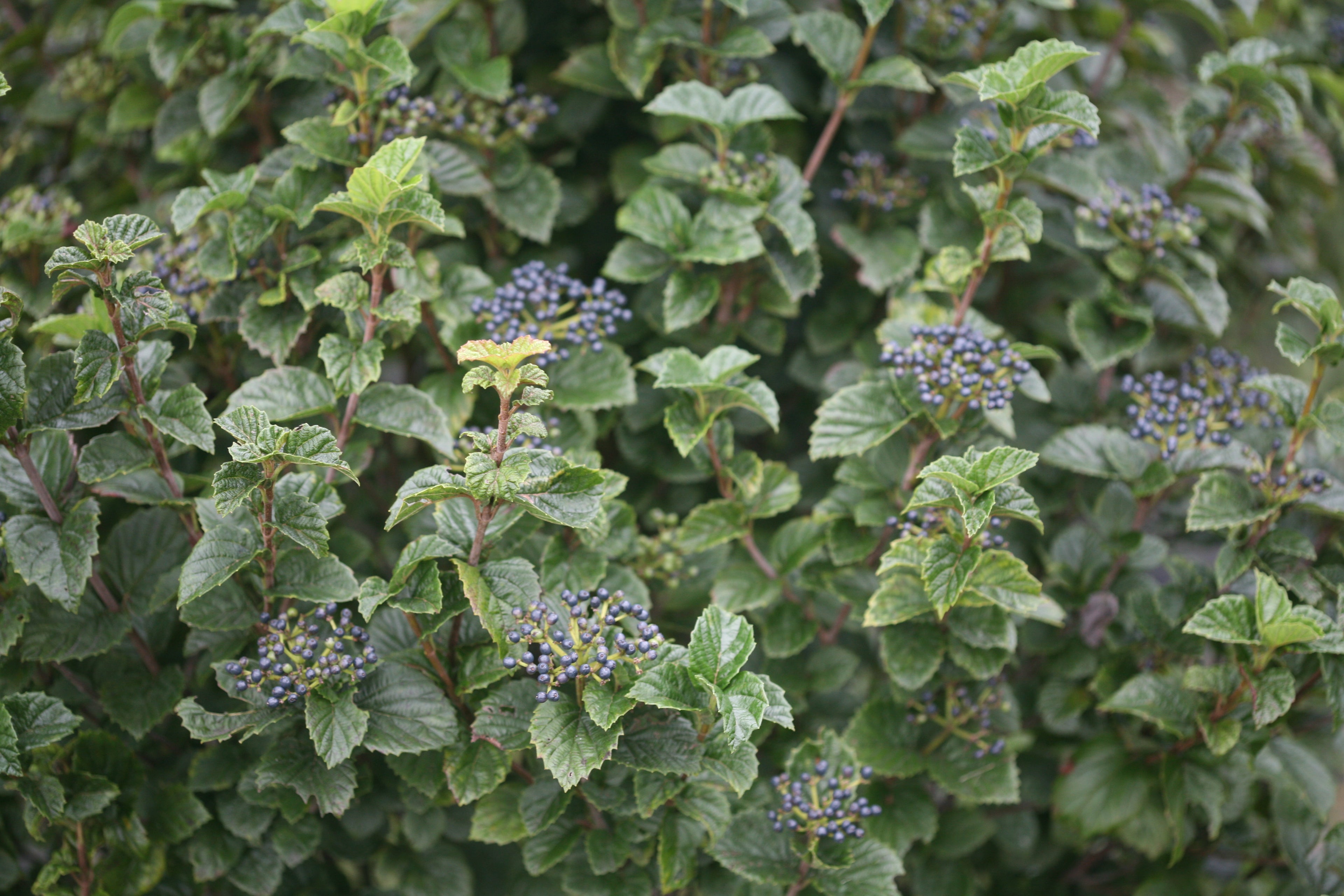 All That Glitters viburnum, a large shrub with glossy foliage and blue berries.