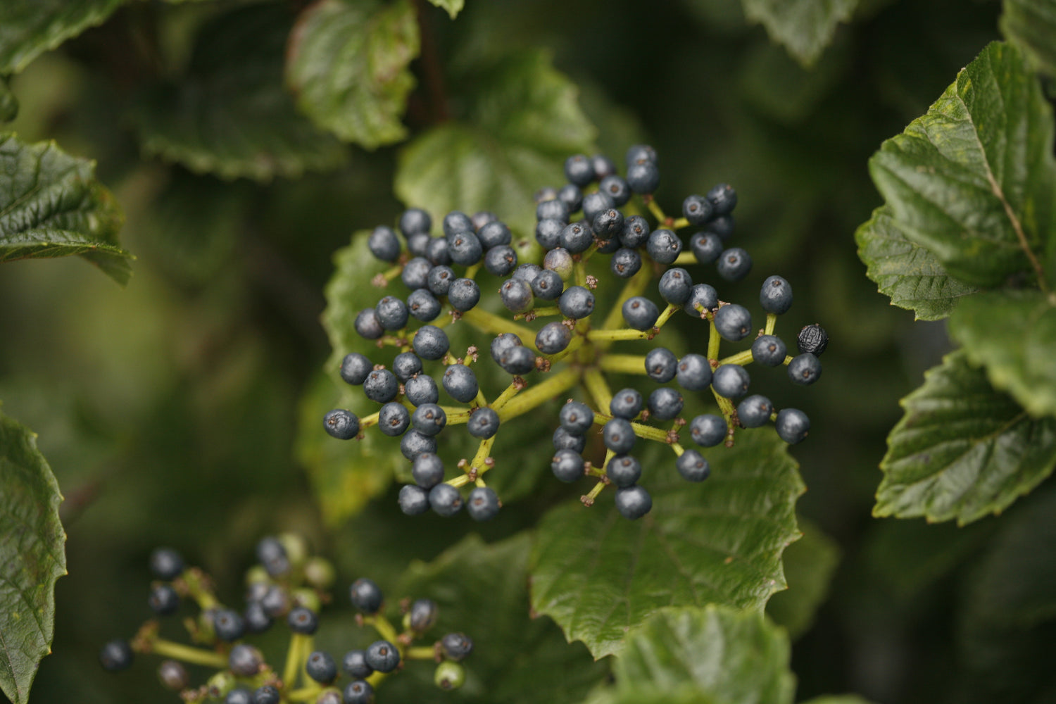 A cluster of deep blue fruit on All That Glows viburnum