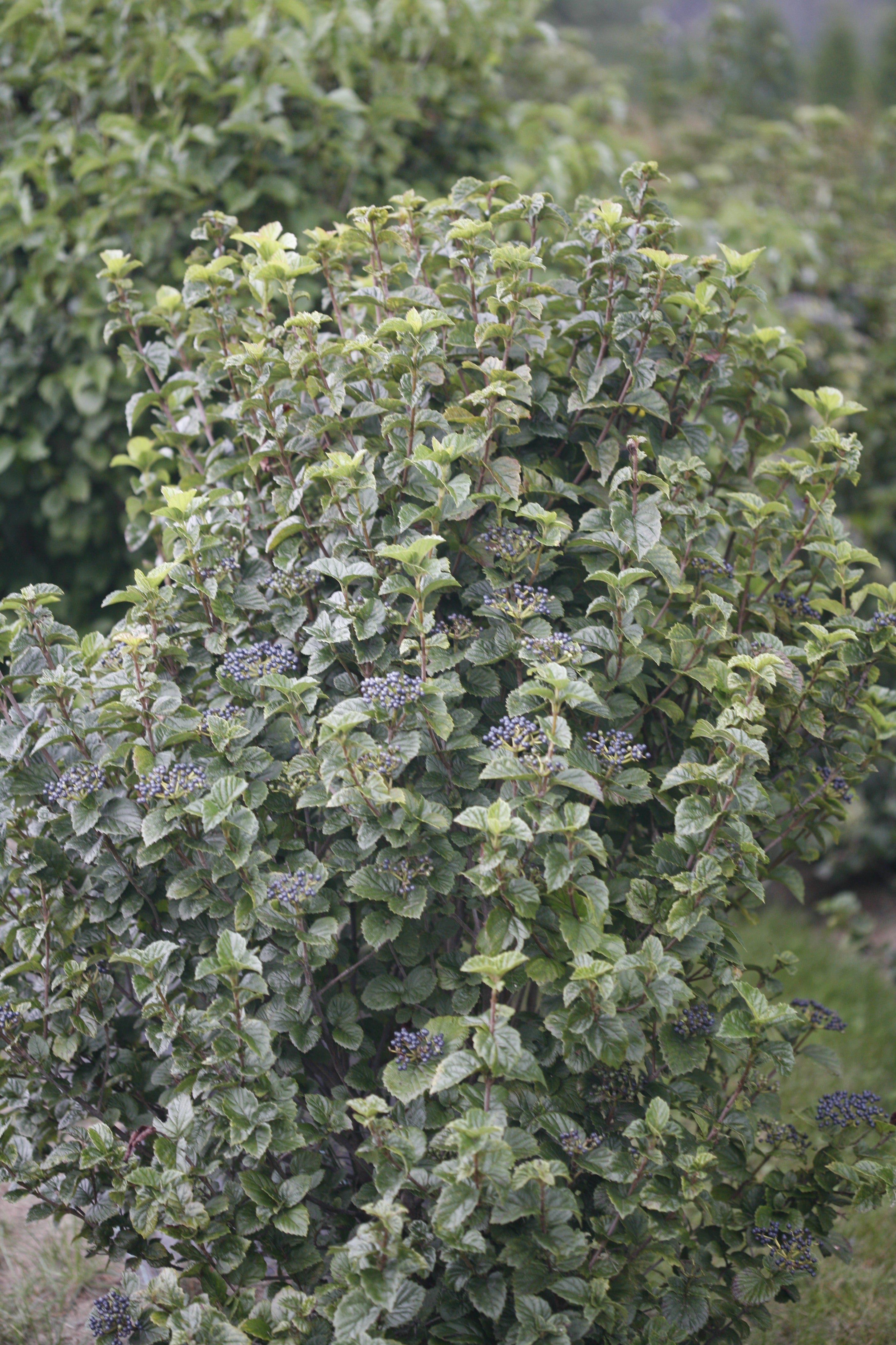 A specimen of All That Glitters viburnum in the landscape.