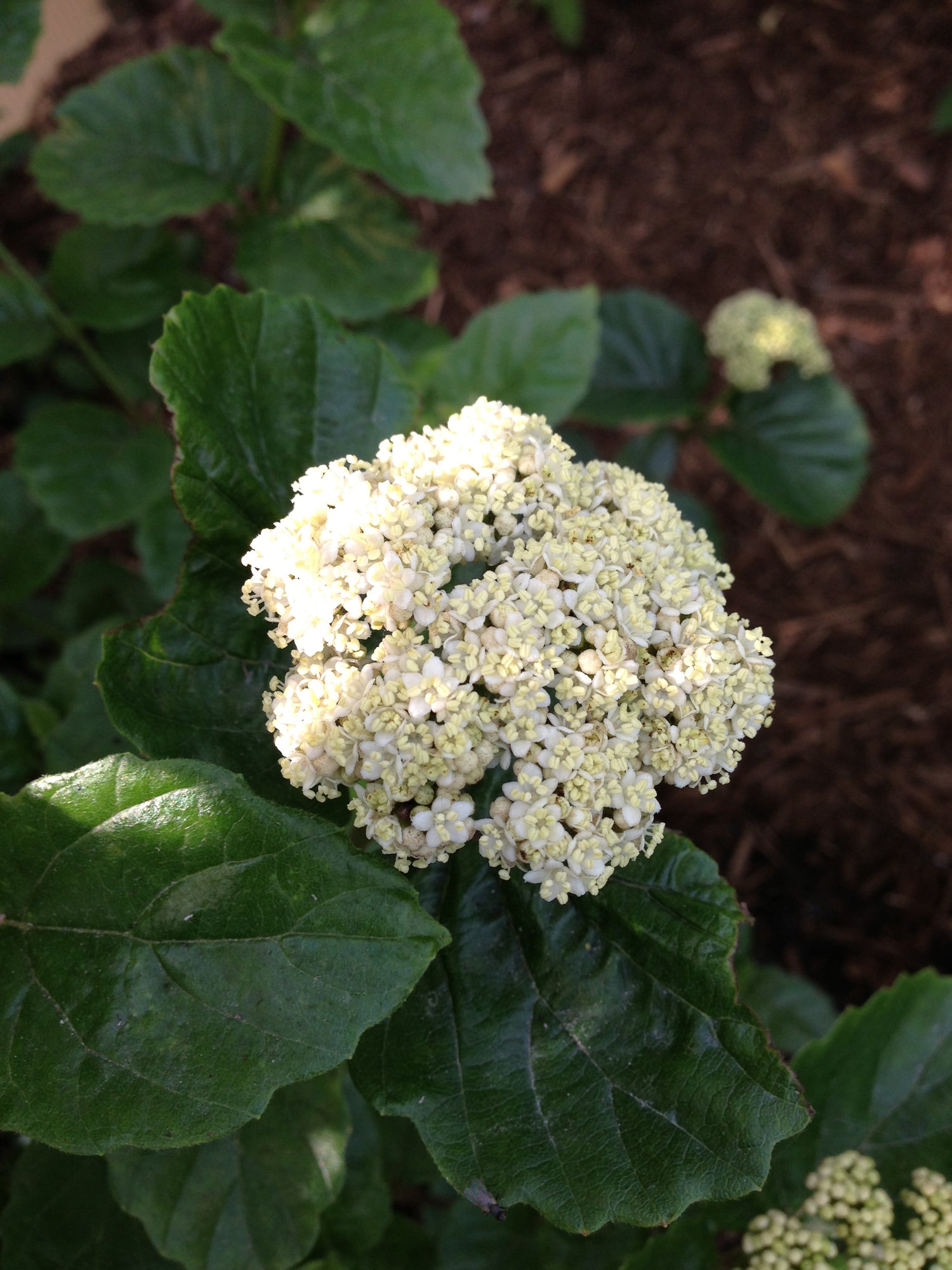 A cluster of white flowers on All That Glitters viburnum
