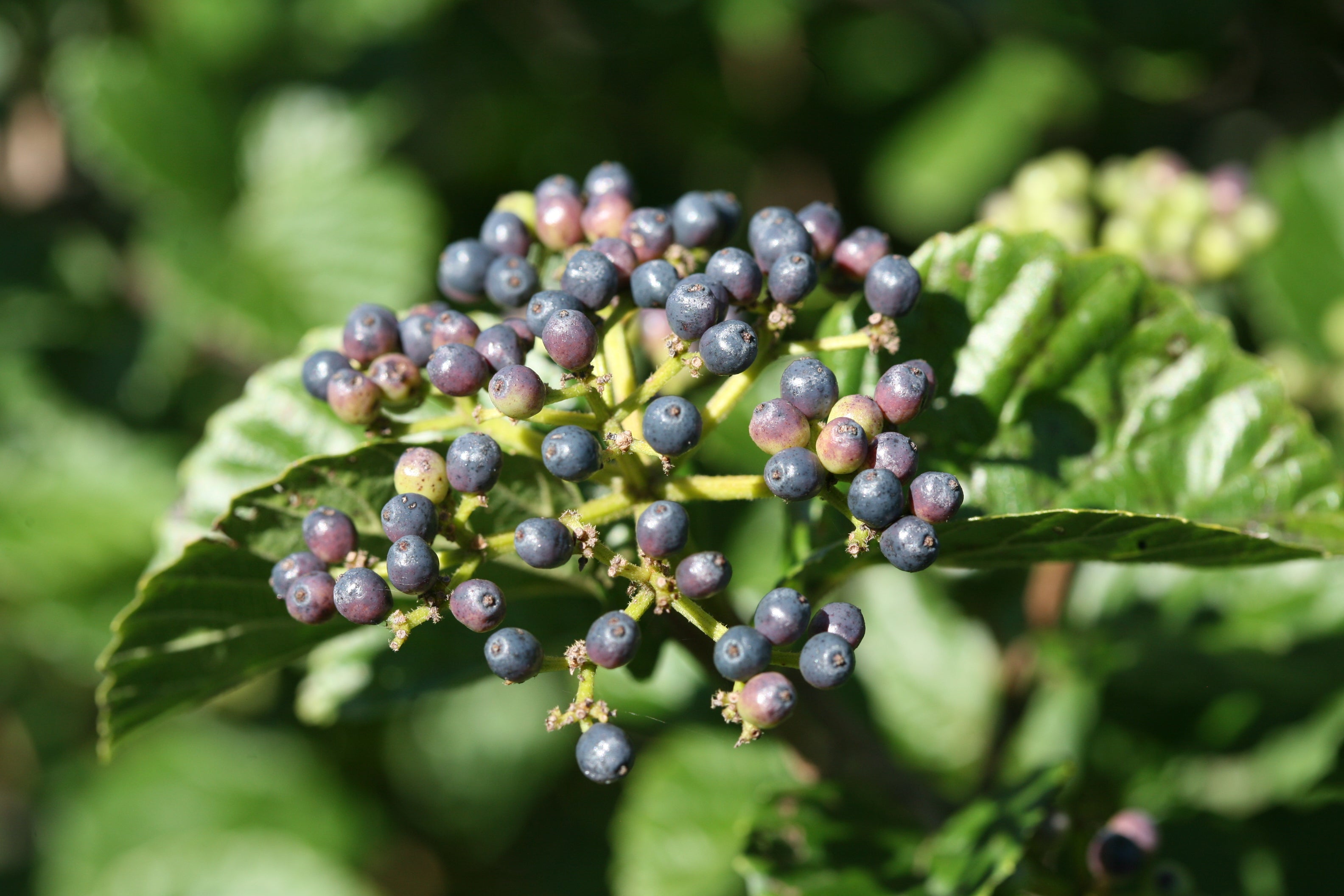 A closeup of the maturing blue fruit on All That Glows viburnum
