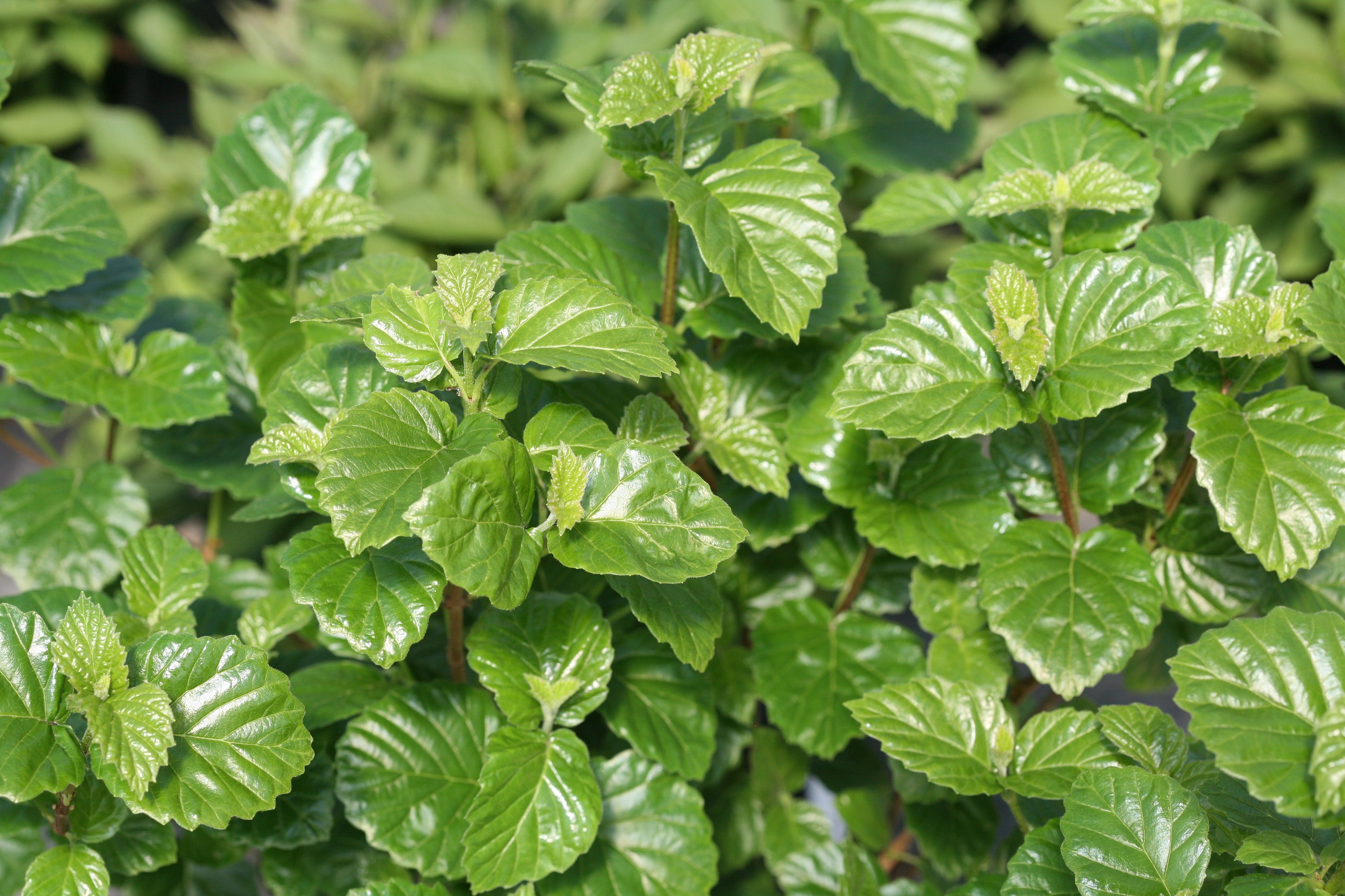 A closeup of the supremely glossy green foliage of All That Glitters viburnum