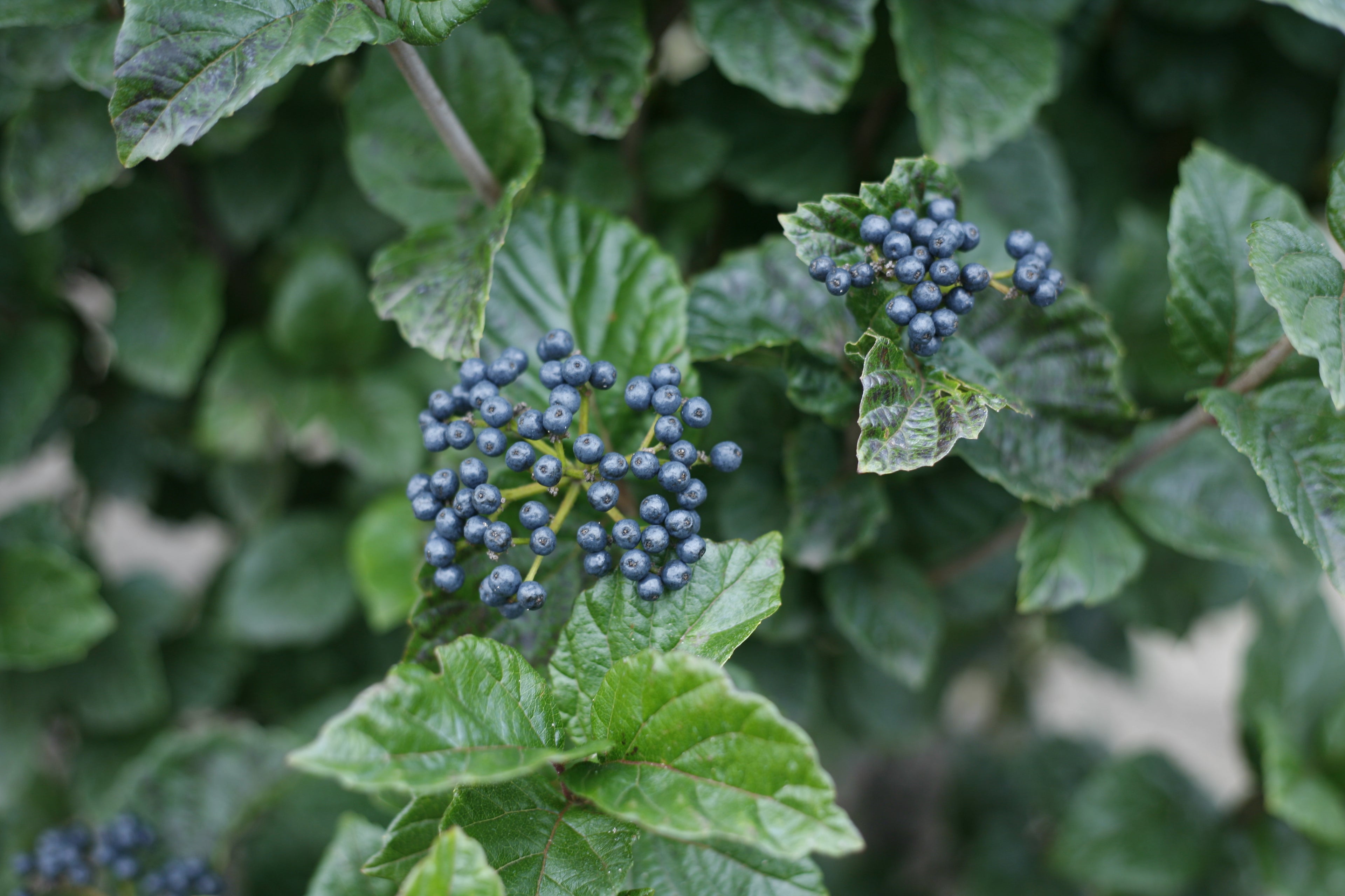 Two clusters of blue fruits on All That Glitters viburnum.