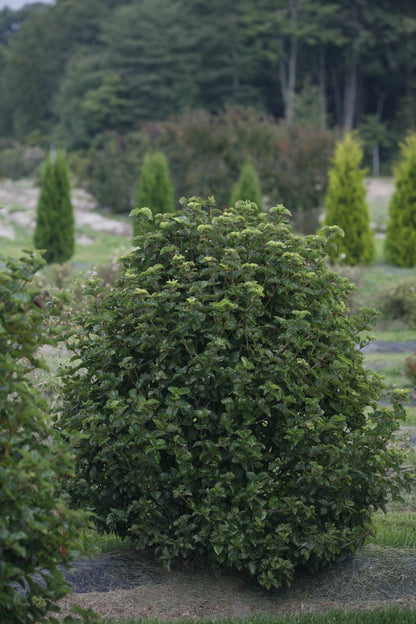 A single plant of All That Glows viburnum in a landscape