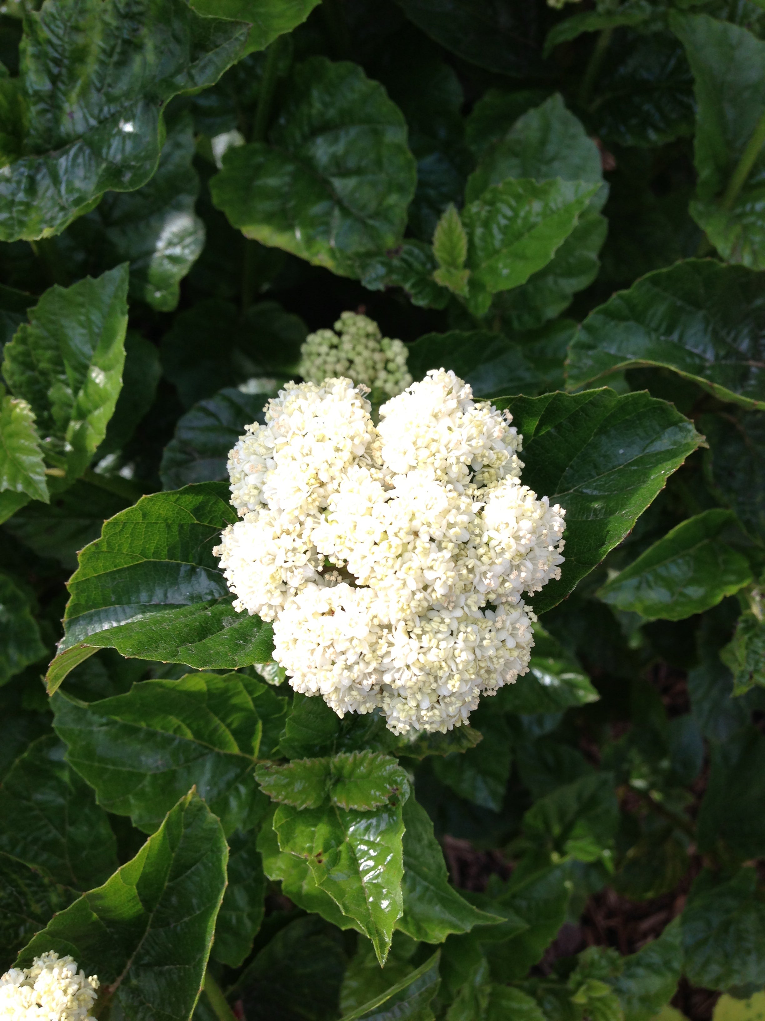 A closeup of a flower on All That Glows viburnum