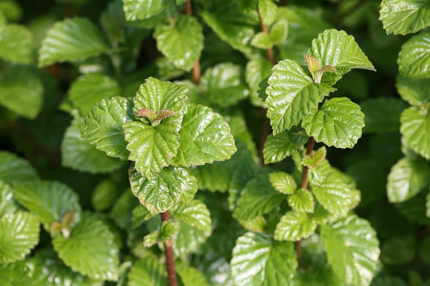 A close view of the glossy foliage of All That Glows viburnum