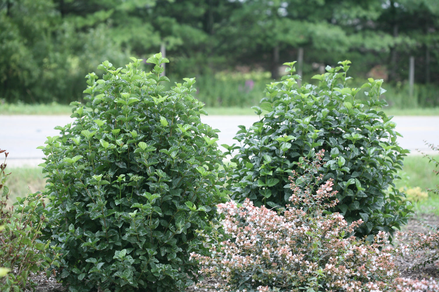 All That Glitters and All That Glows viburnum serving to pollinate one another in a landscape