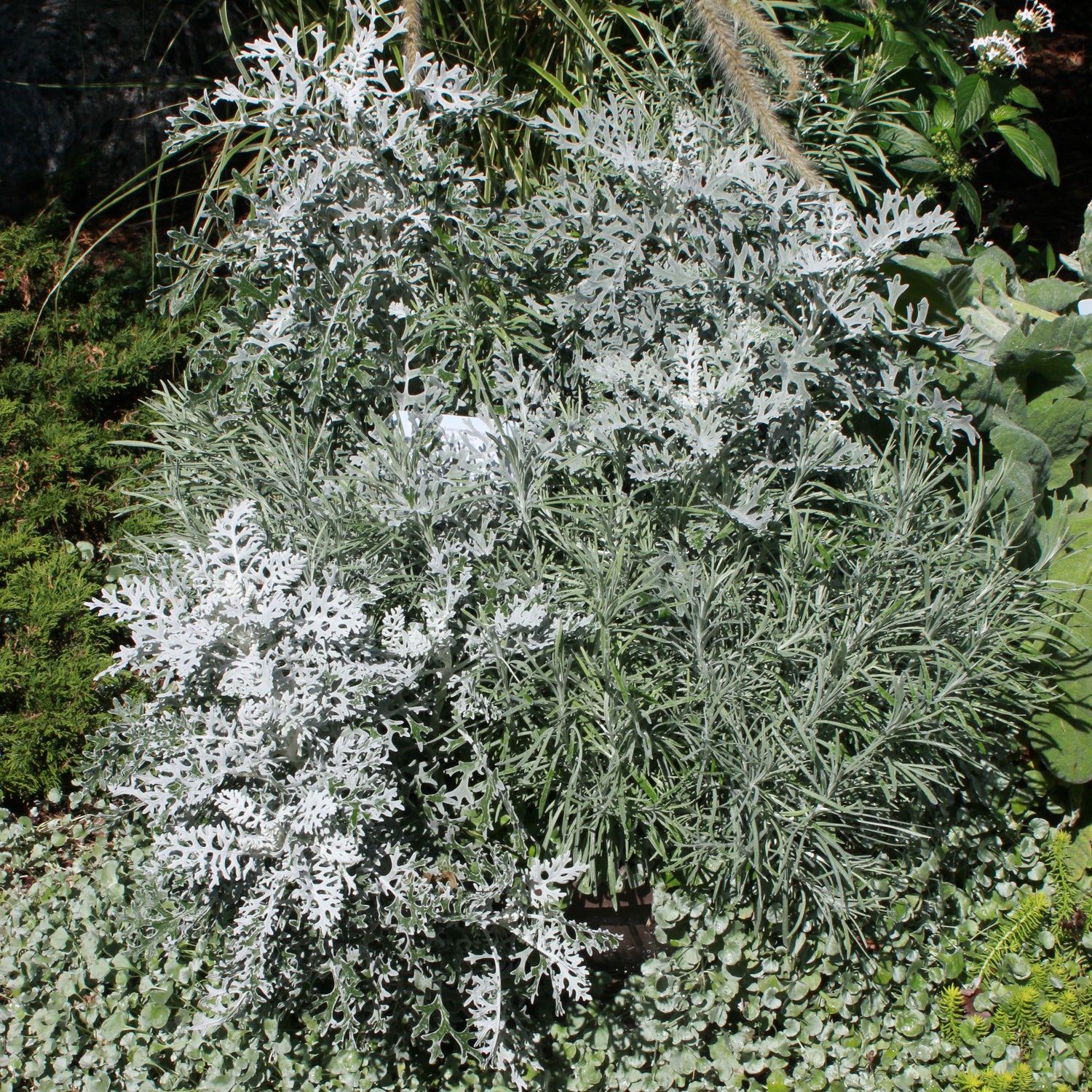 Silver Brocade artemisia planted with helichrysum for a medly of silvery foliage.