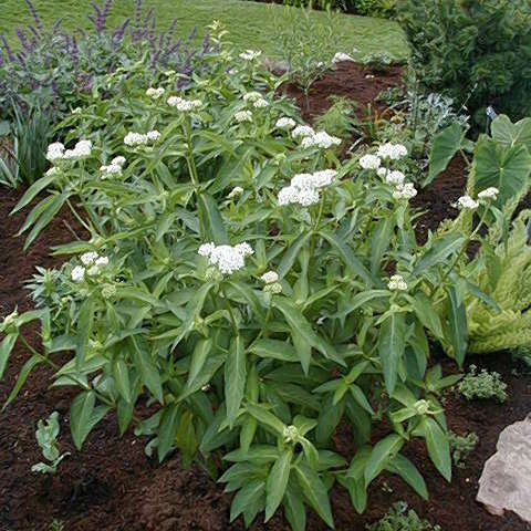 ButterflyBushes.com Ice Ballet Swamp Milkweed - Thumbnail 4