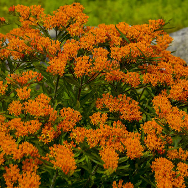 Orange Milkweed attracts pollinators all summer long