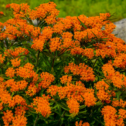 Orange Milkweed attracts pollinators all summer long