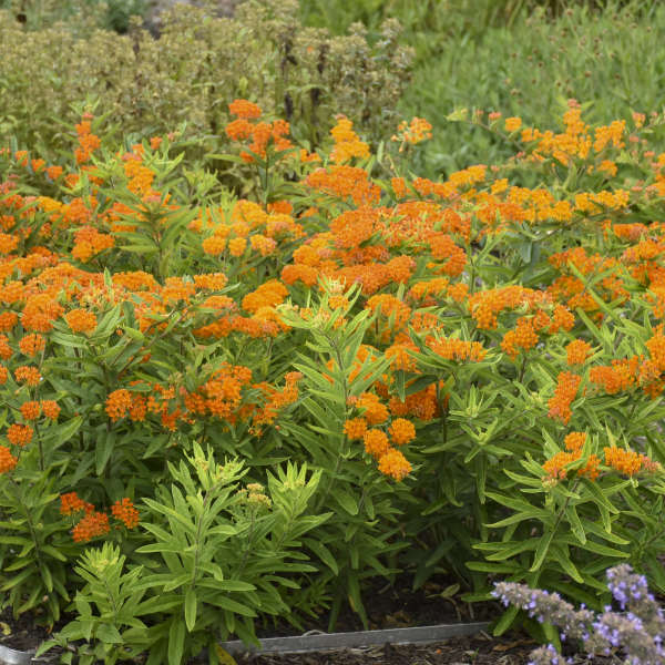 Orange Milkweed has orange blooms that attract many varieties of butterflies