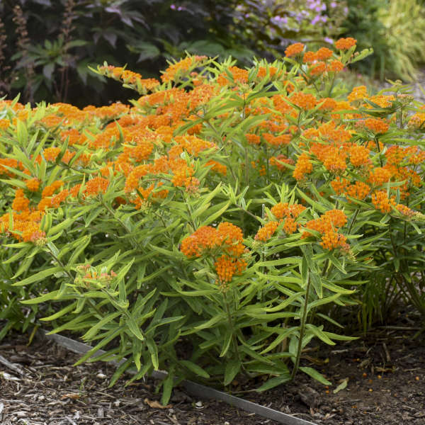 Asclepias tuberosa plants attract butterflies and are food for caterpillars