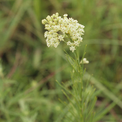Whorled Milkweed (Asclepias verticillata) has clusters of white flowers from late spring to fall.