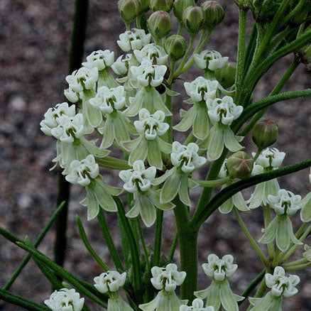 Whorled Milkweed (Asclepias verticillata) has delicate flowers with white and green hues.