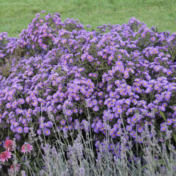 Aster Kickin Lilac Blue is a long blooming native perennial with purple blue daisy like blooms in autumn
