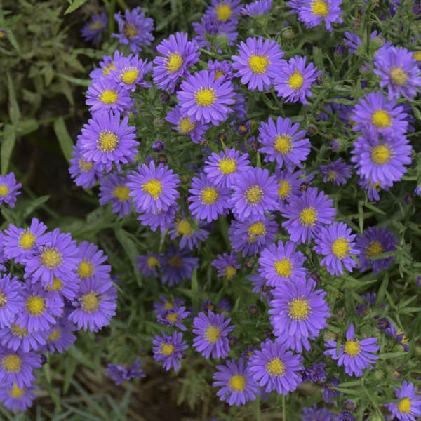 Aster Kickin Lilac Blue is a long blooming native perennial with purple blue daisy like blooms in autumn