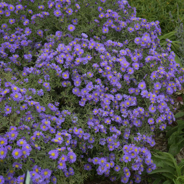 Aster Kickin Lilac Blue is a long blooming native perennial with purple blue daisy like blooms in autumn