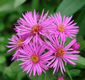 Vibrant Dome Aster has pink flowers in the fall when everything else has faded