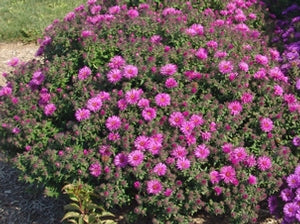 Aster Vibrant Dome is compact and grows well in containers