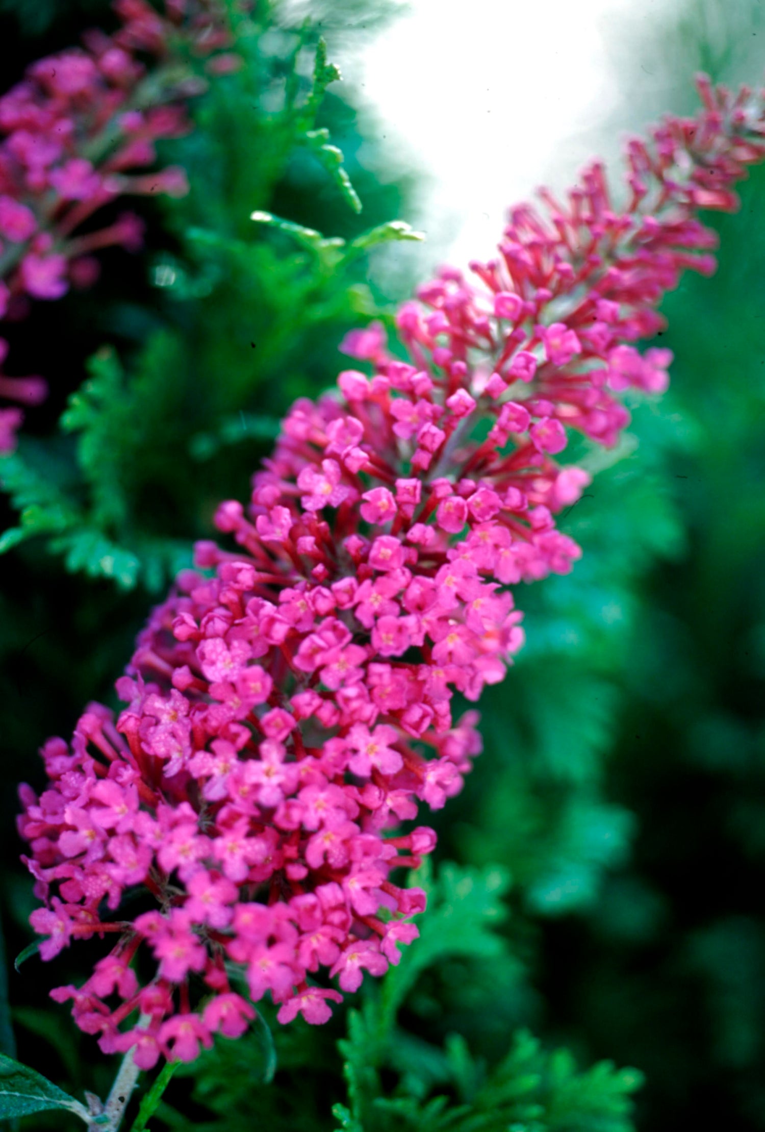 Attraction is a butterfly bush with bright pink flower spikes in summer
