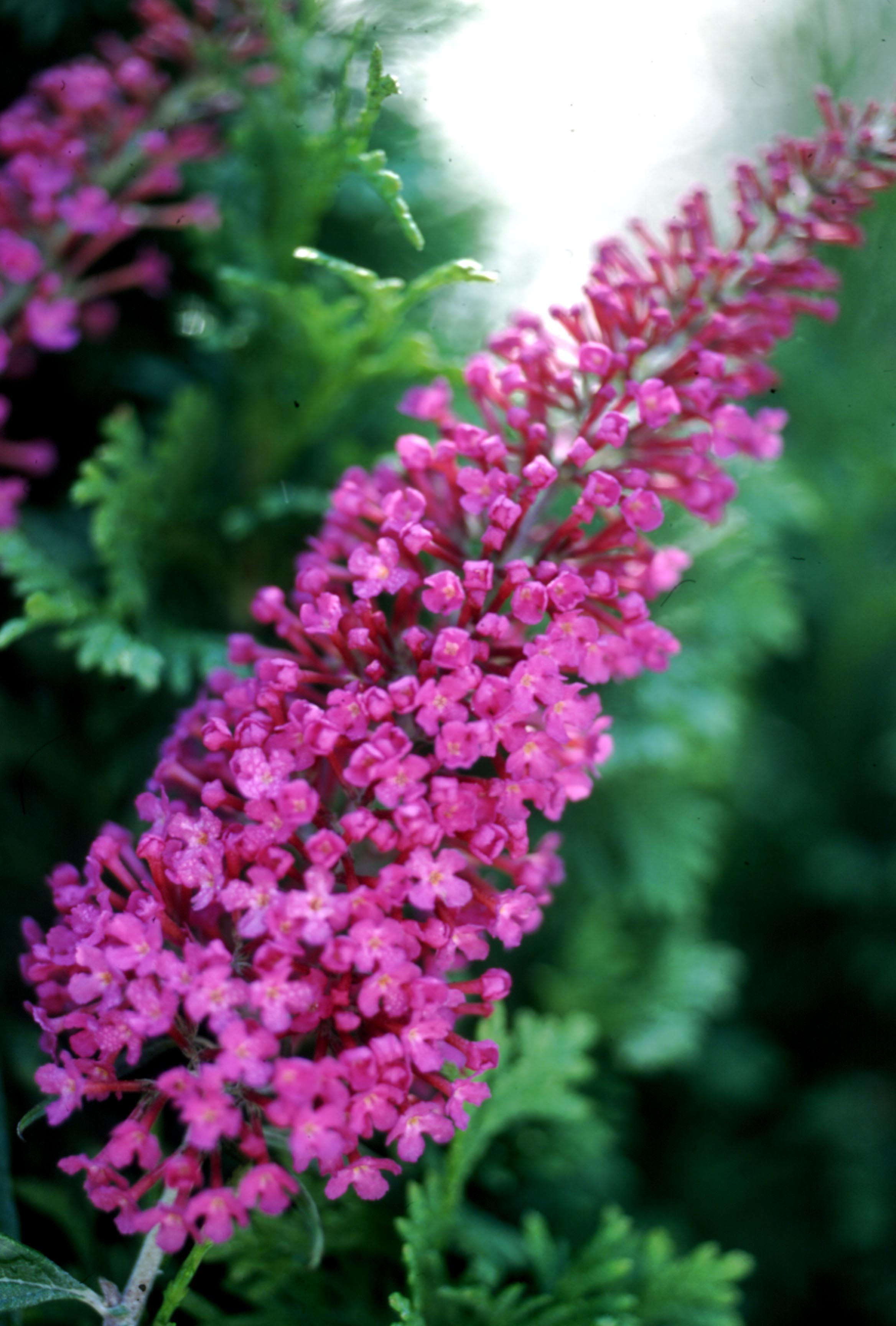 Attraction is a butterfly bush with bright pink flower spikes in summer