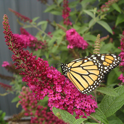 Miss Molly butterfly bush with a monarch butterfly