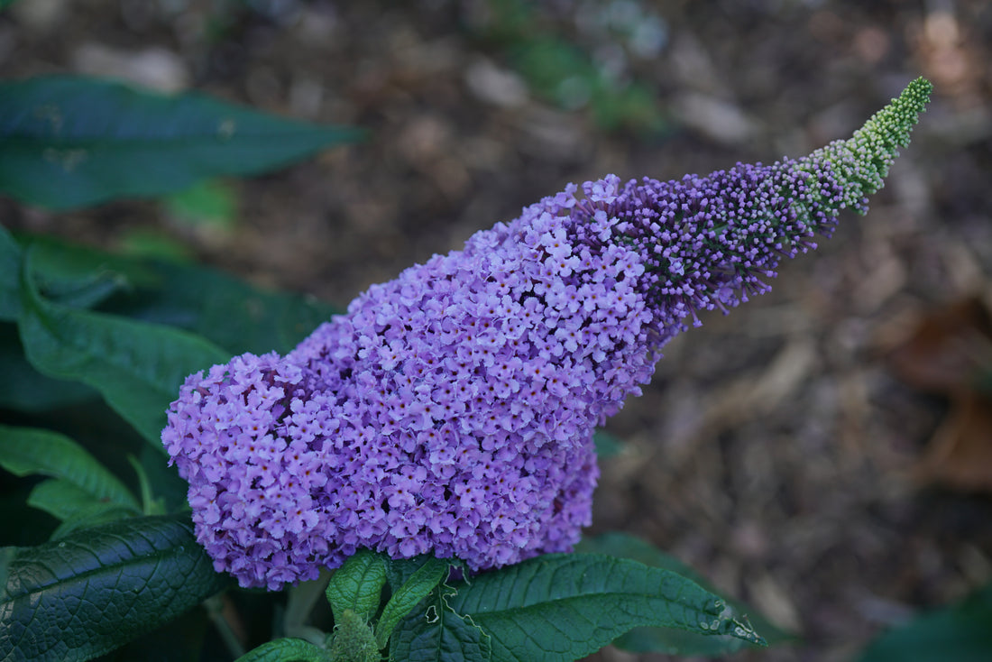 Closeup view of one of the very large purple inflorescences of Pugster Amethyst butterfly bush