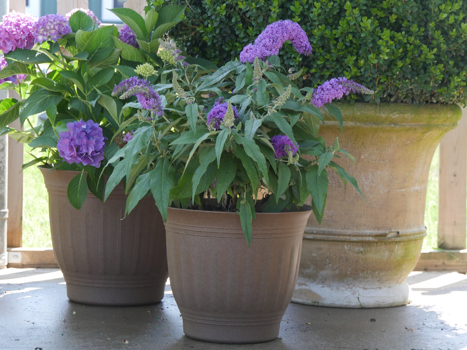 Pugster Amethyst butterfly bush being grown in a container on a patio