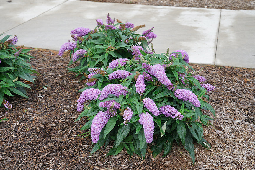 Three Pugster Amethyst butterfly bushes next to a sidewalk. Plants are covered in purple flower spikes.
