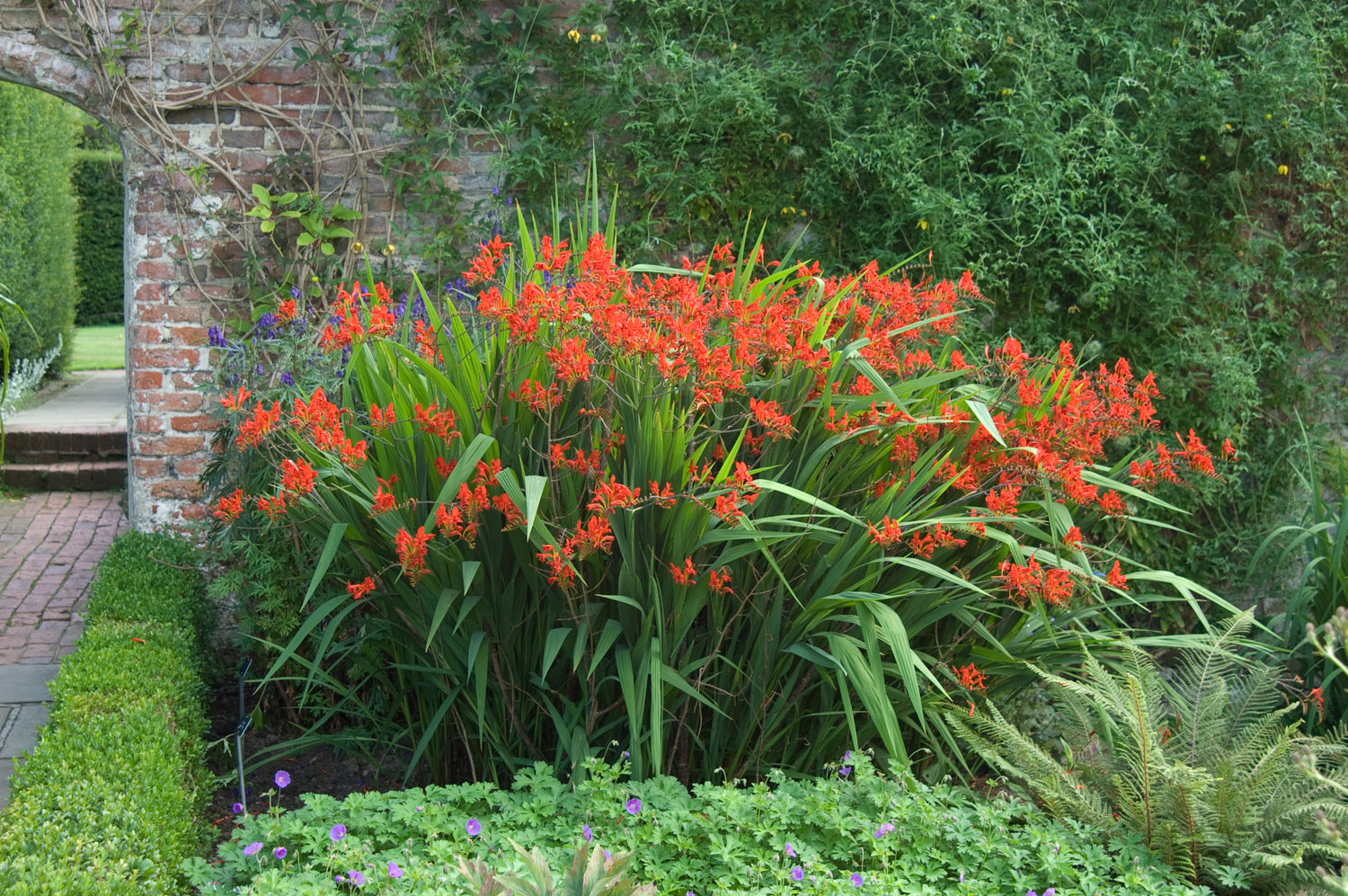 A big patch of Lucifer crocosmia in bloom with bright red flowers