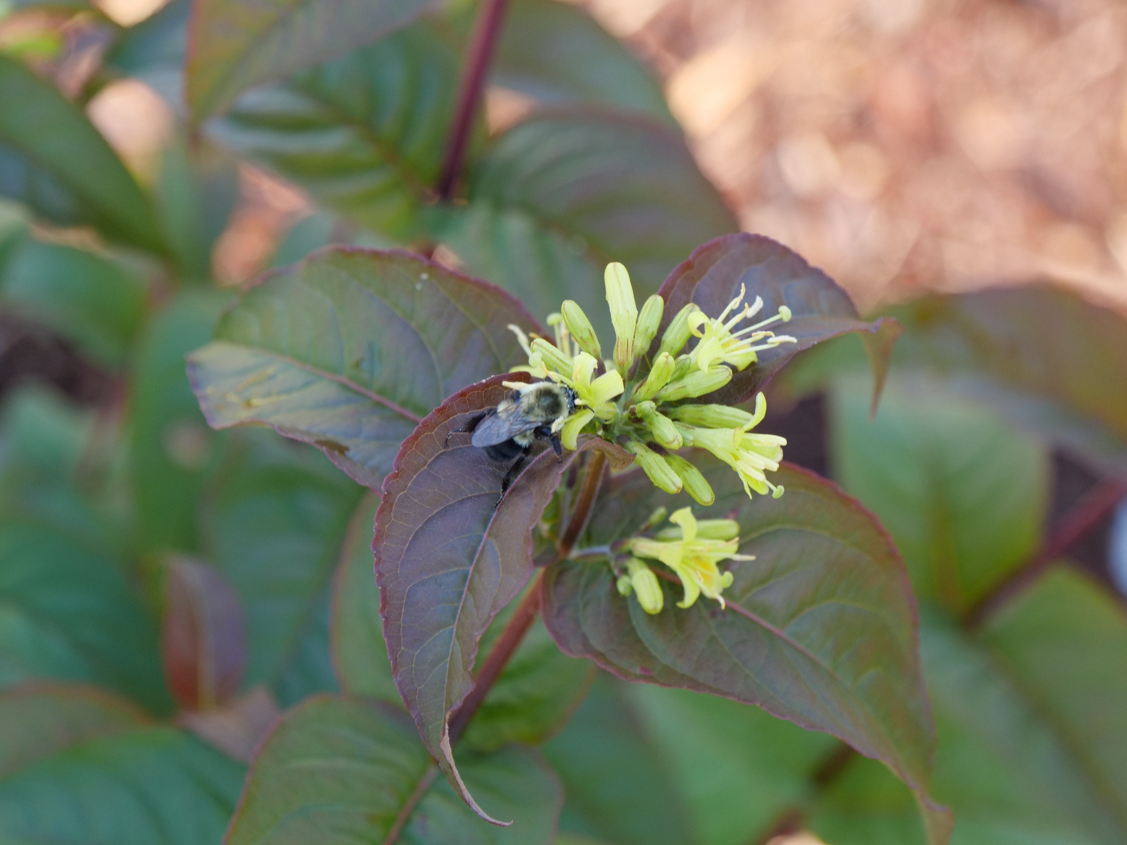 Closeup of the small yellow flowers of Kodiak Black diervilla being pollinated by a bumblebee.