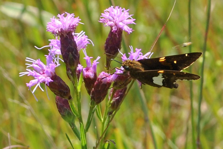 Dwarf Blazing Star blooms for several months and attracts many types of butterflies