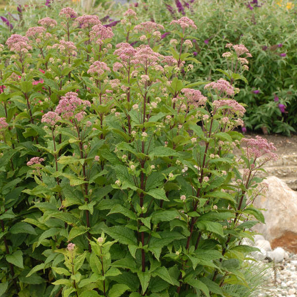Little Joe Joe Pye weed is a dwarf selection with thick foliage and pink blooms