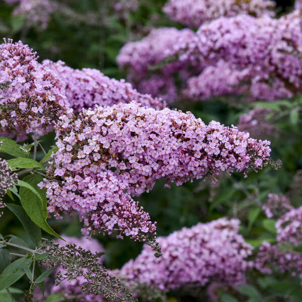 Pink Cascade II Butterfly Bush with delicate puffy pink blooms in summer.