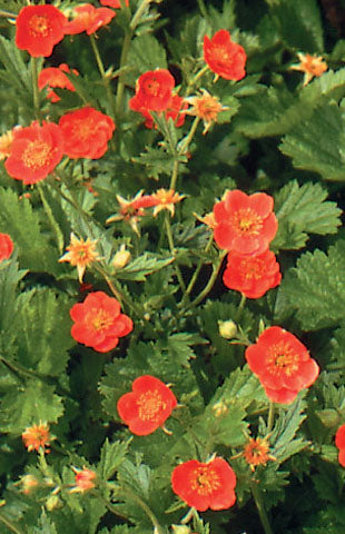 Borisii Geum growing a flower bed and blooming in spring.