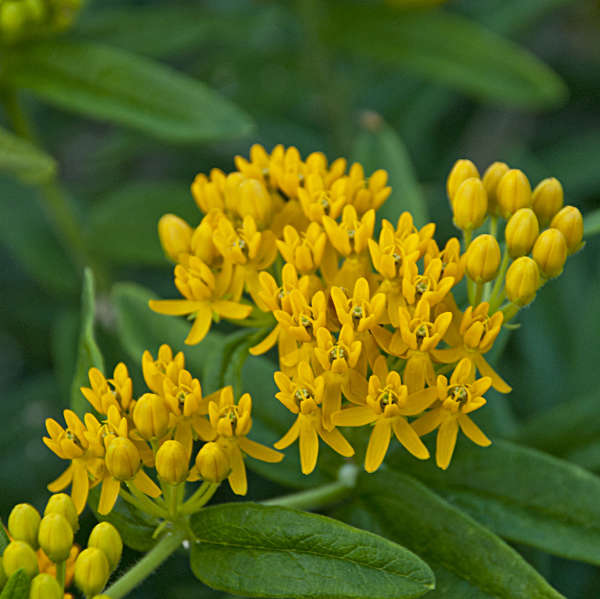 'Hello Yellow' Milkweed